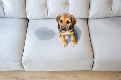eliminar orina de perro de sofa de microfibra